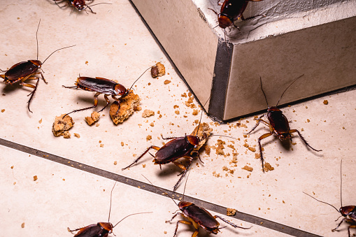 Essen Pest Control Vancouver | Pest Exterminators | 6515 128a St, Surrey, BC V3W 9P4, Canada | Phone: (416) 817-7378