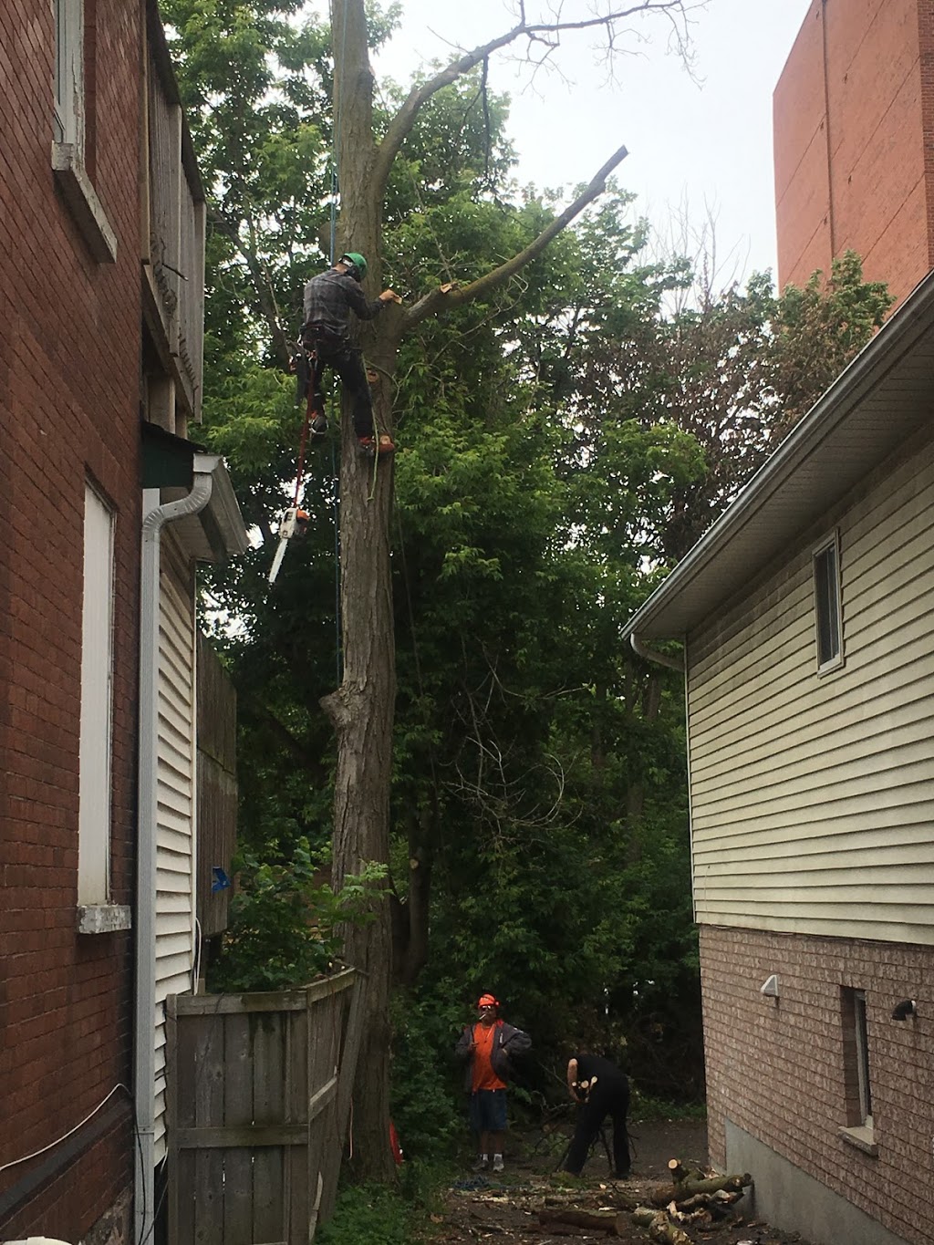 Aftermath Tree Care | 321 Marland Ave, Oshawa, ON L1J 1X3, Canada | Phone: (647) 771-8733