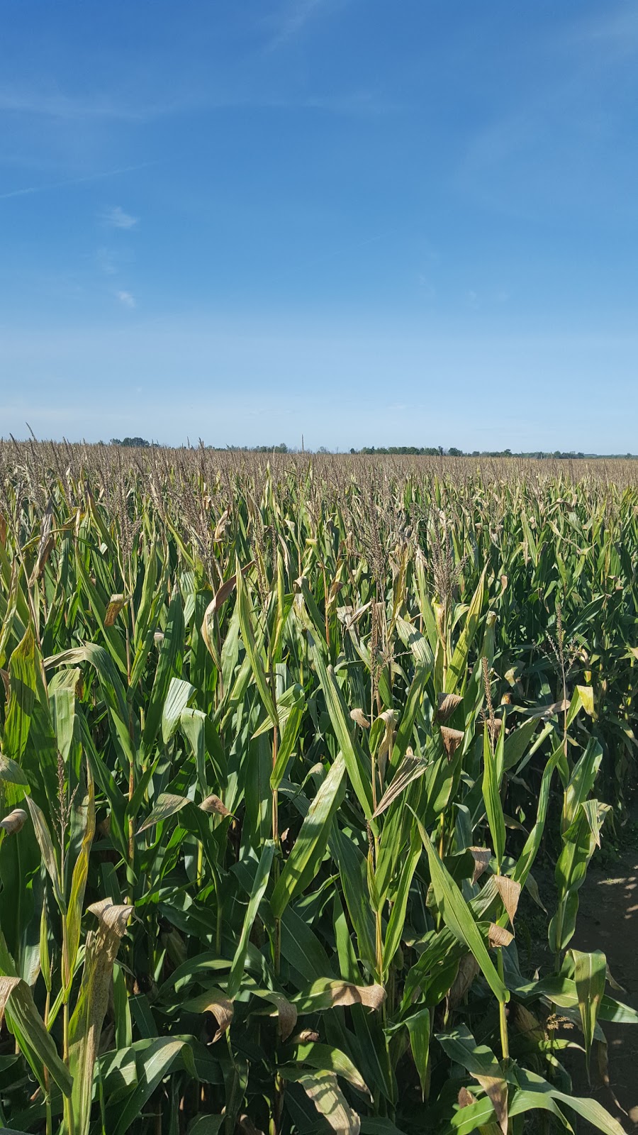 Hanes Corn Maze | 1001 #, ON-5, Dundas, ON L9H 5E2, Canada | Phone: (905) 628-5280