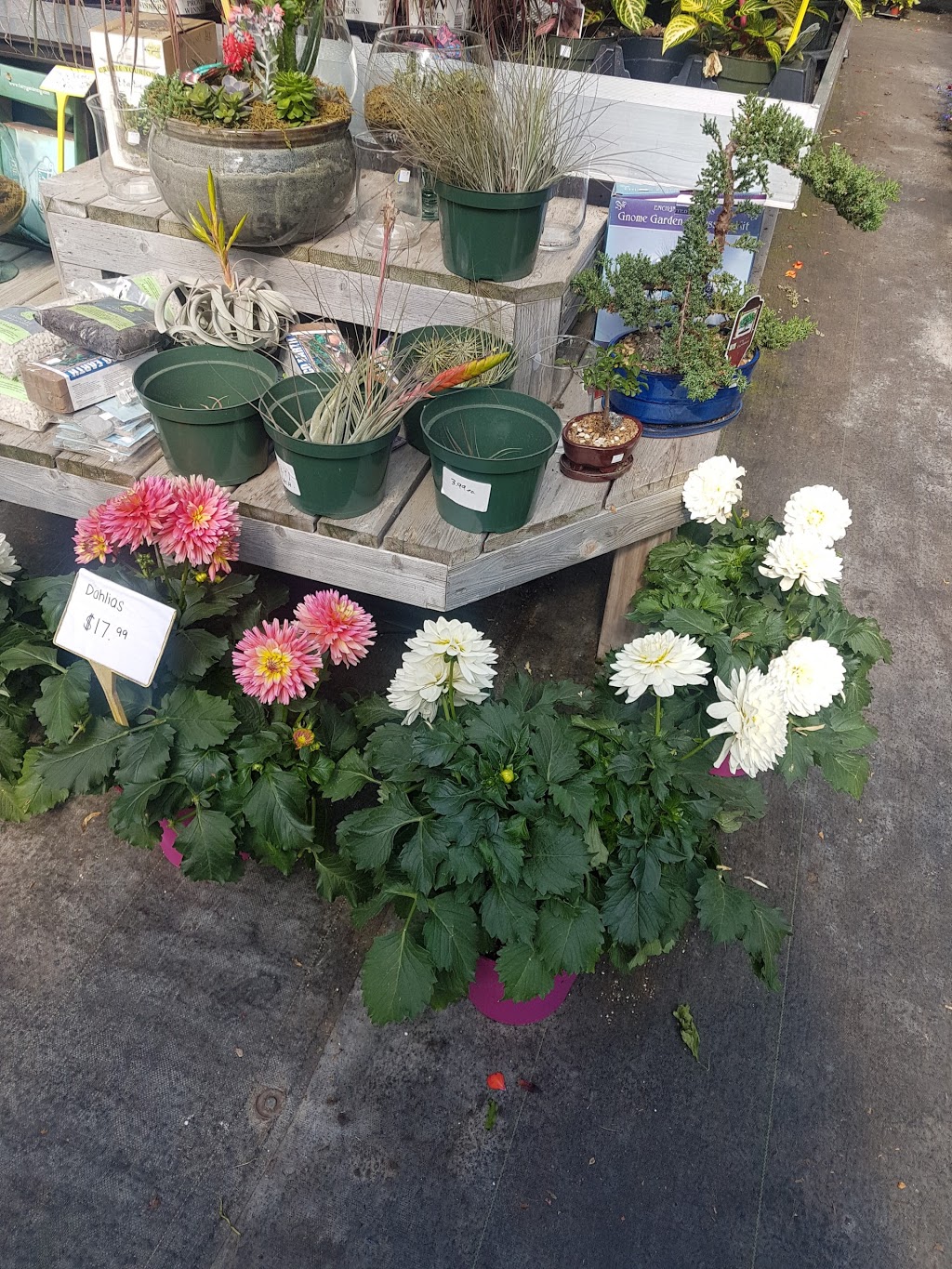 Trillium Hill Greenhouses | 471 Main St W, Grimsby, ON L3M 1T4, Canada | Phone: (905) 945-6336