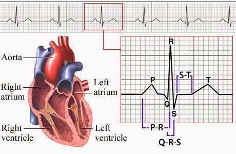 CardioTech Monitoring Systems, LLC | 1713 N Cascade Way, Lynden, WA 98264, USA | Phone: (360) 354-8641