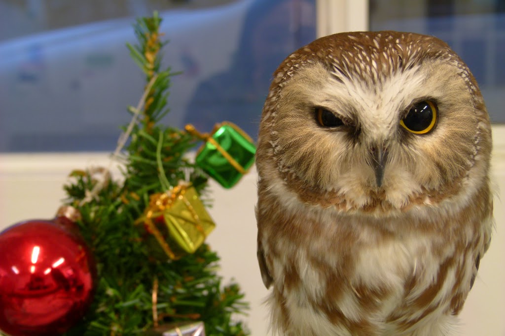 OWL Orphaned Wildlife Rehabilitation Society | 3800 72 St, Delta, BC V4K 3N2, Canada | Phone: (604) 946-3171