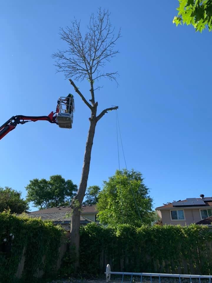 Active Tree Care | 000 Nash Rd, Courtice, ON L1E 2J9, Canada | Phone: (289) 356-1466