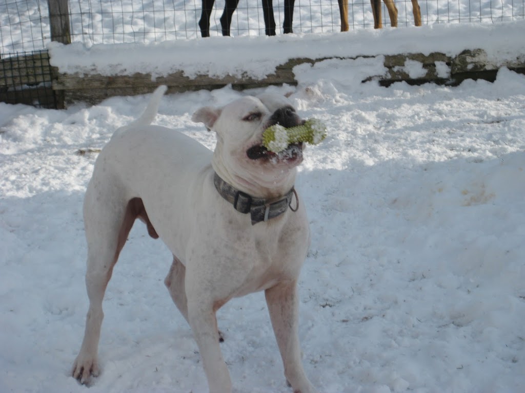 Kats Lake Rd Kennels | Canada, 2046 Lake Rd, Tatamagouche, NS B0K 1V0, Canada | Phone: (902) 657-3525