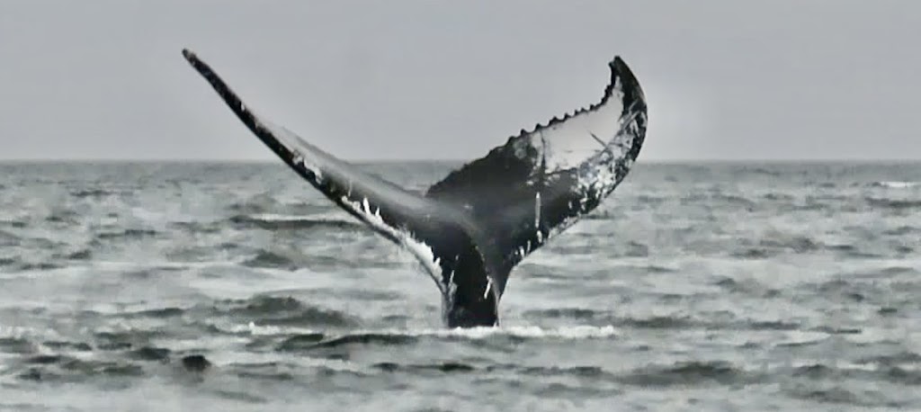 Croisières Baleines Neptune Bergeronnes | 507 Rue du Boisé, Grandes-Bergeronnes, QC G0T 1G0, Canada | Phone: (418) 232-6716