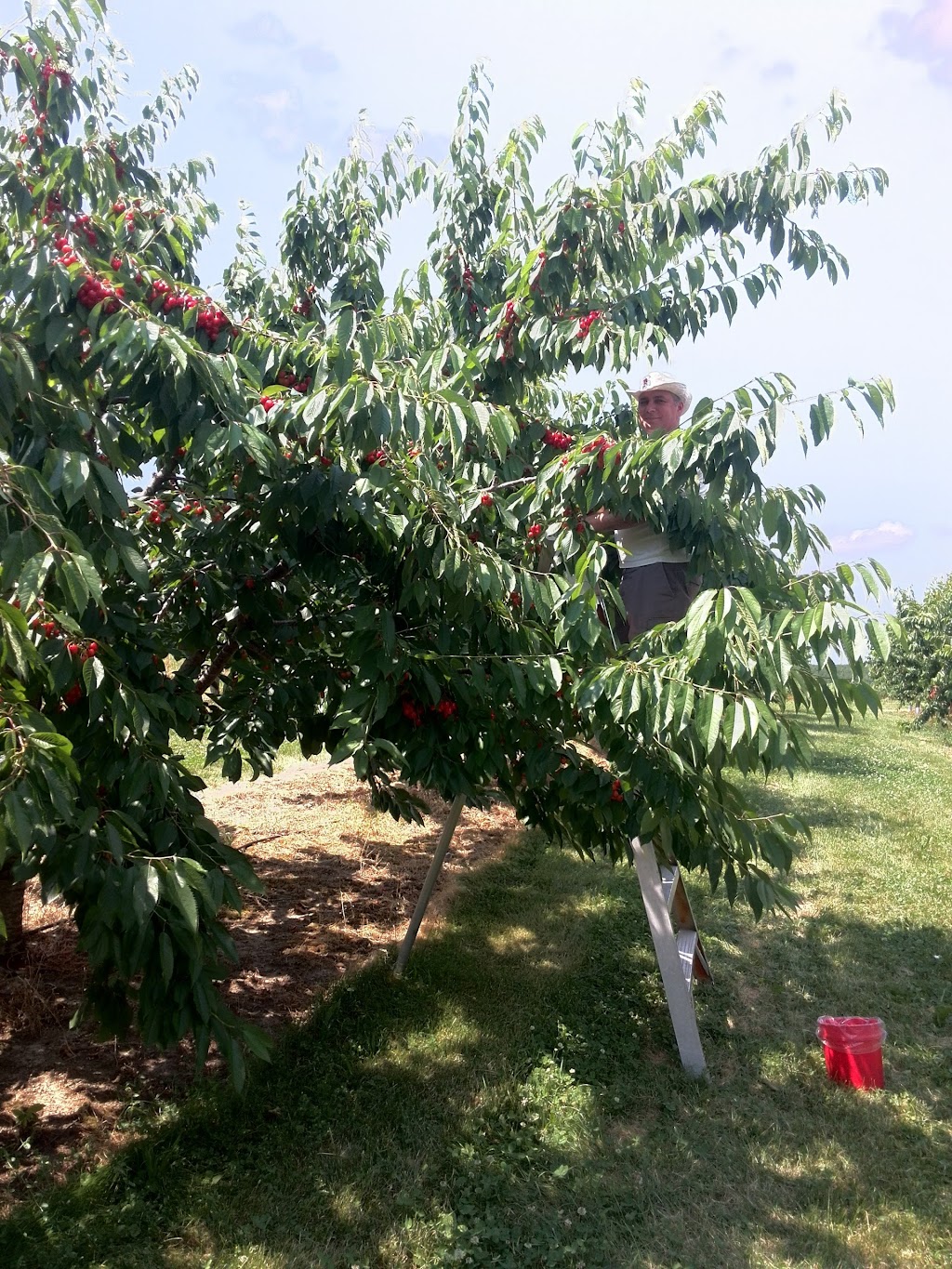 Red Barn Fruit Farm | 8651 Townsend Line, Arkona, ON N0M 1B0, Canada | Phone: (519) 828-3695