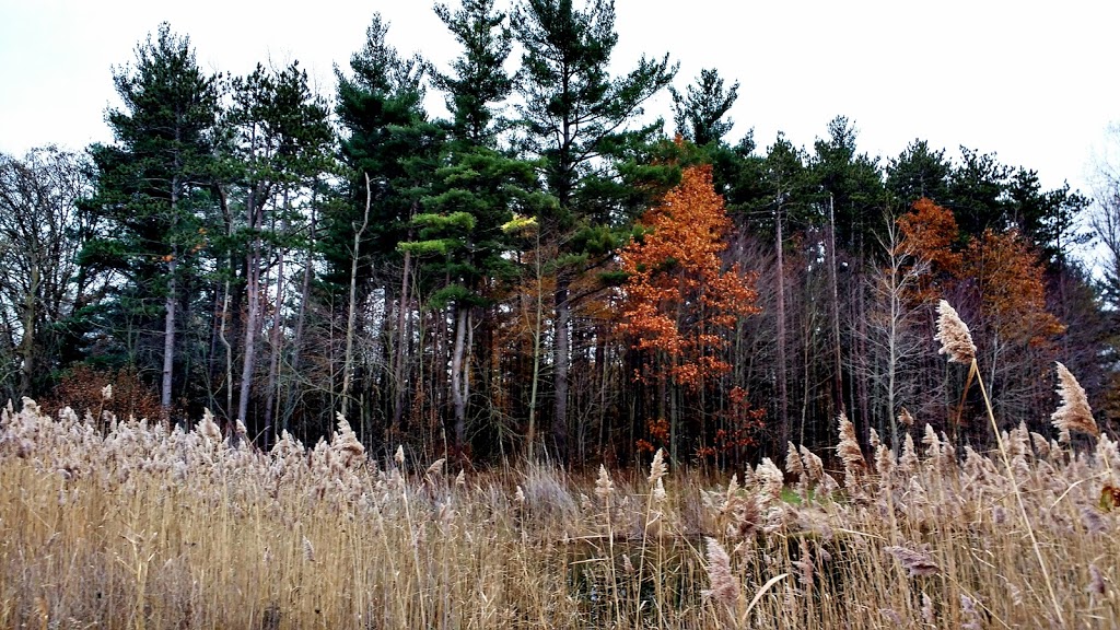 Marthaville Habitat Management Area | 4749 Marthaville Rd, Petrolia, ON N0N 1R0, Canada