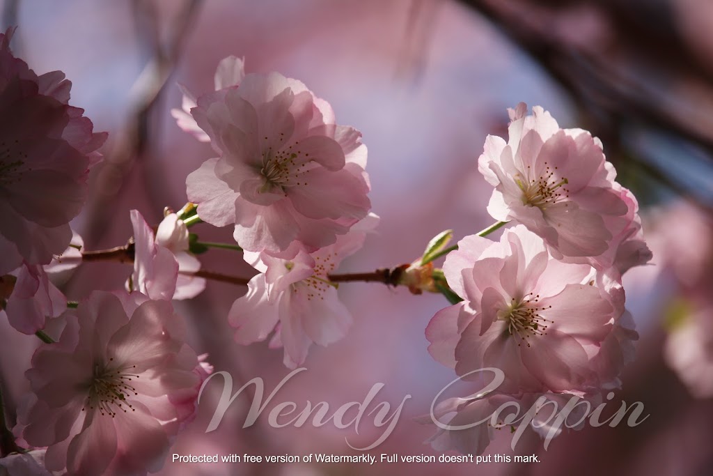 Wendy Coppin Photography | 351 Cumberland Ave, Hamilton, ON L8M 2A4, Canada | Phone: (289) 253-7521