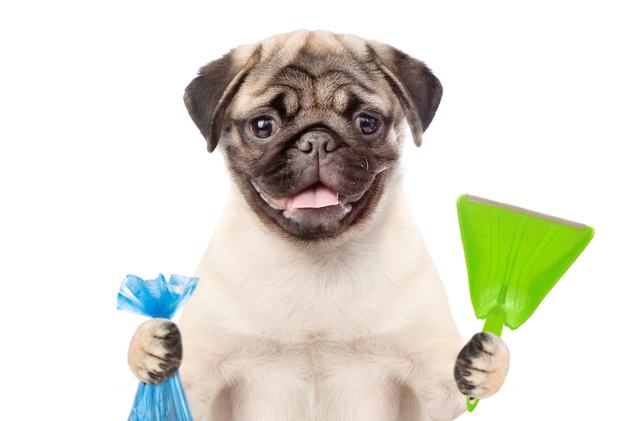 K9 Cleanup Dog Waste & Lawn care Solutions | 3889 85 St NW, Edmonton, AB T6K 2L5, Canada | Phone: (587) 938-1046