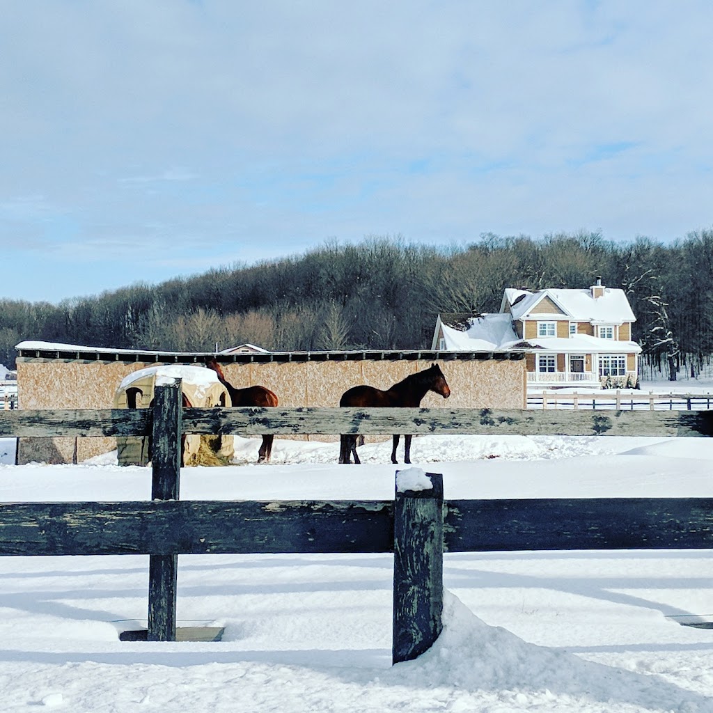 Ferme L. L. Warmblood Farm | 9265 Rue de Belle Rivière, Mirabel, QC J7N 2V9, Canada | Phone: (514) 269-8503