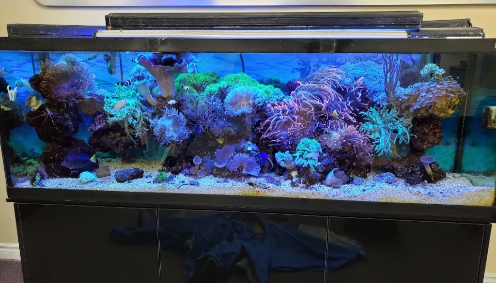 Coral Reefs & Aquariums | 20 Davenrich Ct, Brampton, ON L6Z 1N6, Canada | Phone: (905) 794-2224