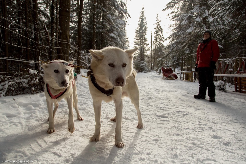 Alaskan Aventure | 77 Chemin de la Montagne, Barkmere, QC J0T 1A0, Canada | Phone: (819) 425-1787