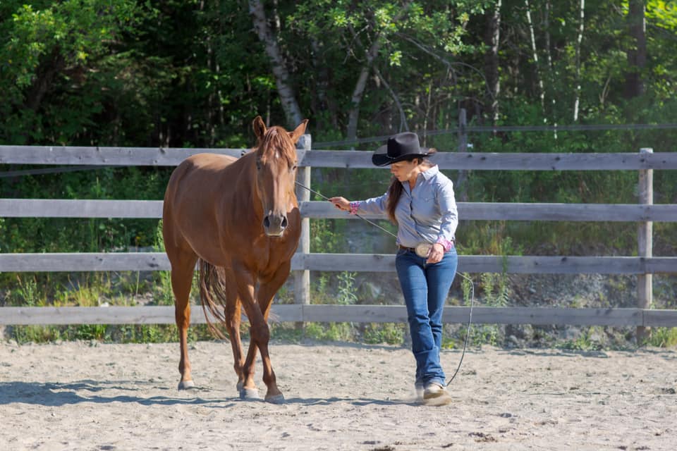 School Edith Ducharme Horsemanship | 85 Rue Ducharme, Orford, QC J1X 6W6, Canada | Phone: (819) 679-2137