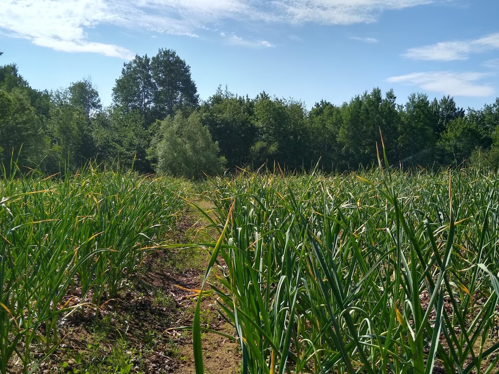 Ferme Les Aulx de la rivière | 641 Route des Rivières, Saint-Apollinaire, QC G0S 2E0, Canada | Phone: (418) 609-6050