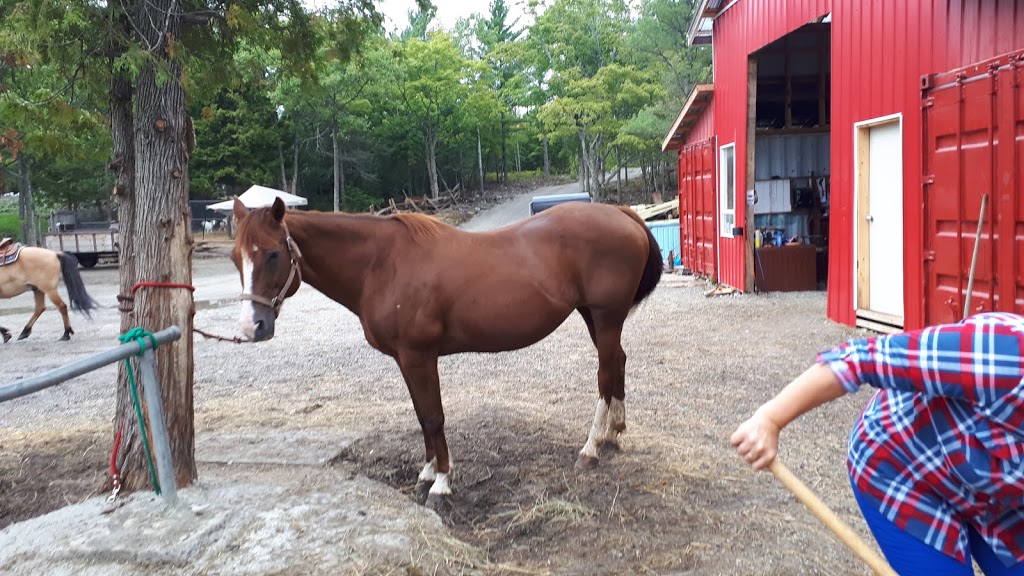 Kicking Mule Riding Stables & Cook House | 55 Gauthier Rd, Tehkummah, ON P0P 2C0, Canada | Phone: (705) 859-1040