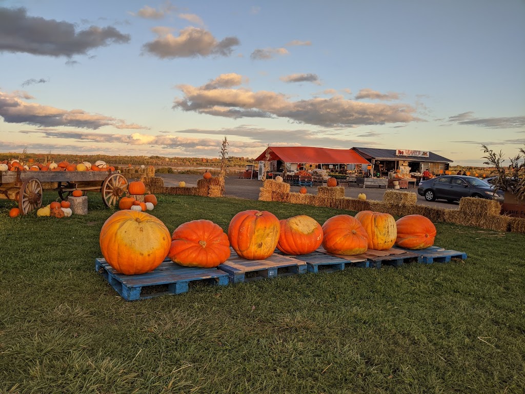 Leahys Farm and Market | 1213 Block Rd, Lakefield, ON K0L 2H0, Canada | Phone: (705) 761-9029