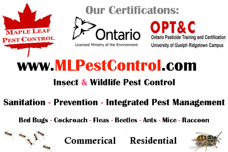 Maple Leaf Pest Control | 535 The East Mall #201, Etobicoke, ON M9B 4A4, Canada | Phone: (888) 780-2847