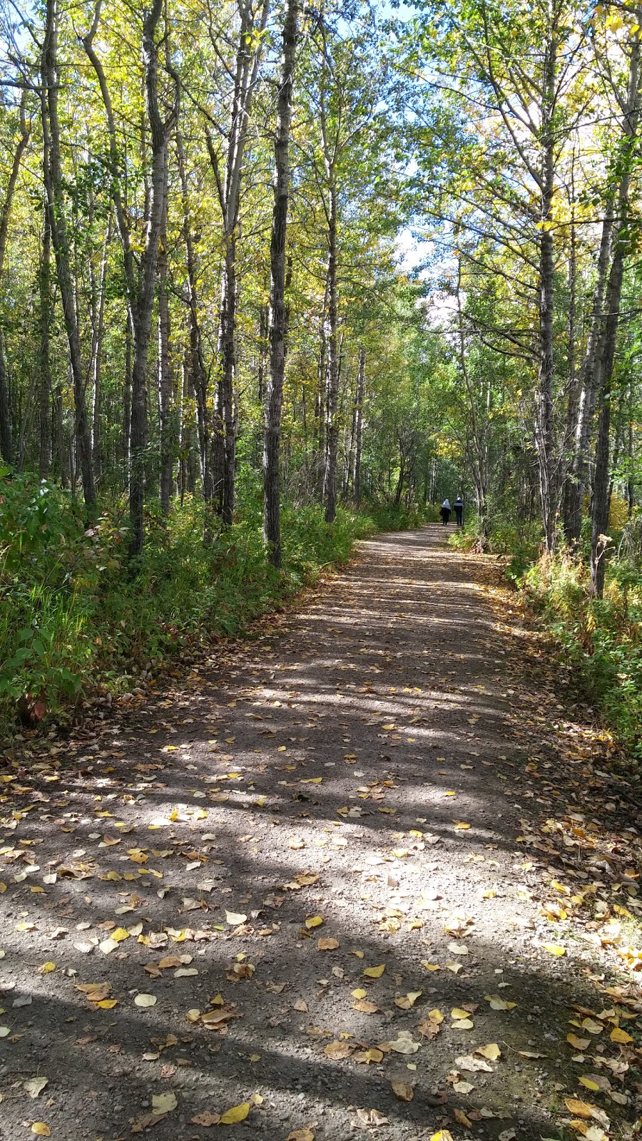 Pigeon Lake Provincial Park | Township Rd 470, Wetaskiwin County No. 10, AB T0C 2C0, Canada | Phone: (780) 586-2644