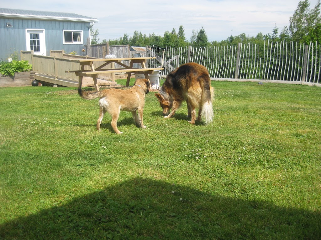 Kats Lake Rd Kennels | Canada, 2046 Lake Rd, Tatamagouche, NS B0K 1V0, Canada | Phone: (902) 657-3525