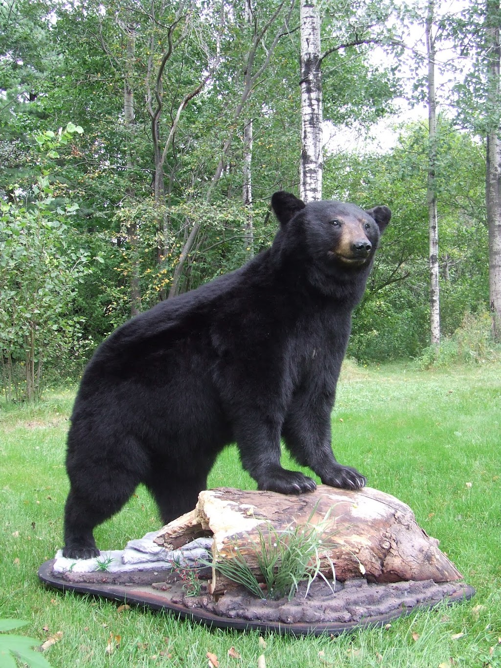 Taxidermie Atelier De La Nature | 259 Rue des Érables, Saint-Lambert-de-Lauzon, QC G0S 2W0, Canada | Phone: (418) 889-9314