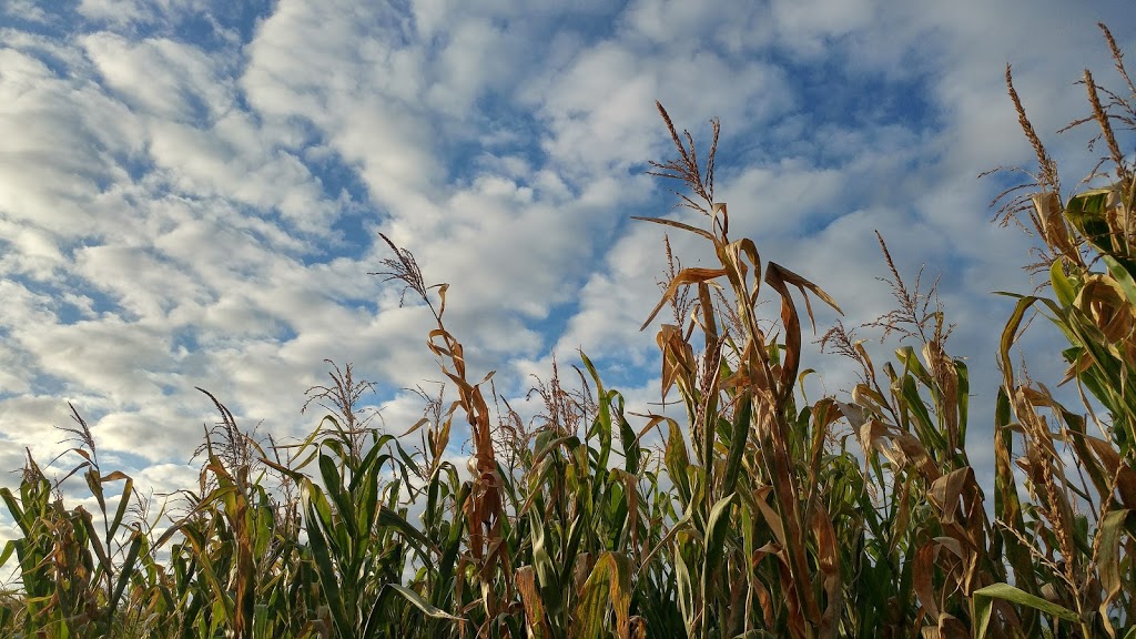 A Maze In Corn | 1351 MB-200, Saint Adolphe, MB R5A 1A2, Canada | Phone: (204) 883-2048