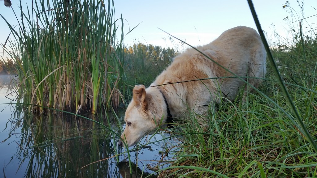 Chappel Marsh Conservation Area | Saskatoon, SK S0K 1V0, Canada | Phone: (866) 254-3825