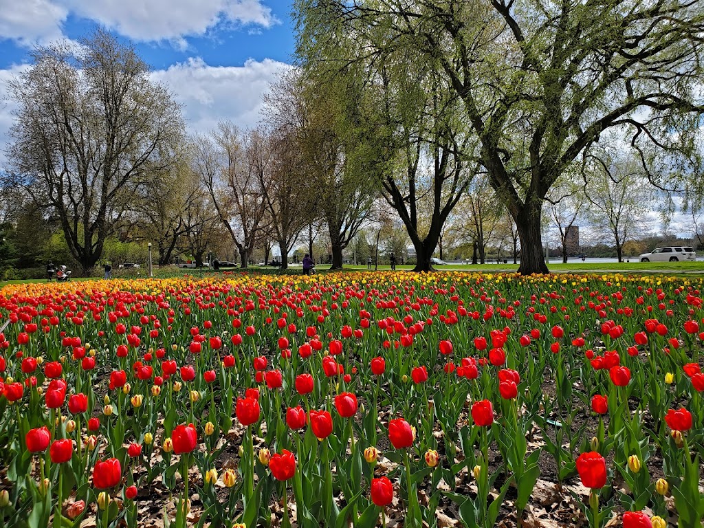 Canadian Tulip Festival | Queen Elizabeth Driveway, Ottawa, ON K1S 5K7, Canada | Phone: (800) 668-8547