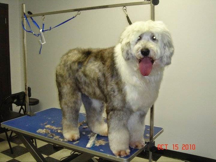 Puppy Paradise Grooming | Pantego Way NW, Calgary, AB T3K 0K7, Canada | Phone: (403) 457-6088