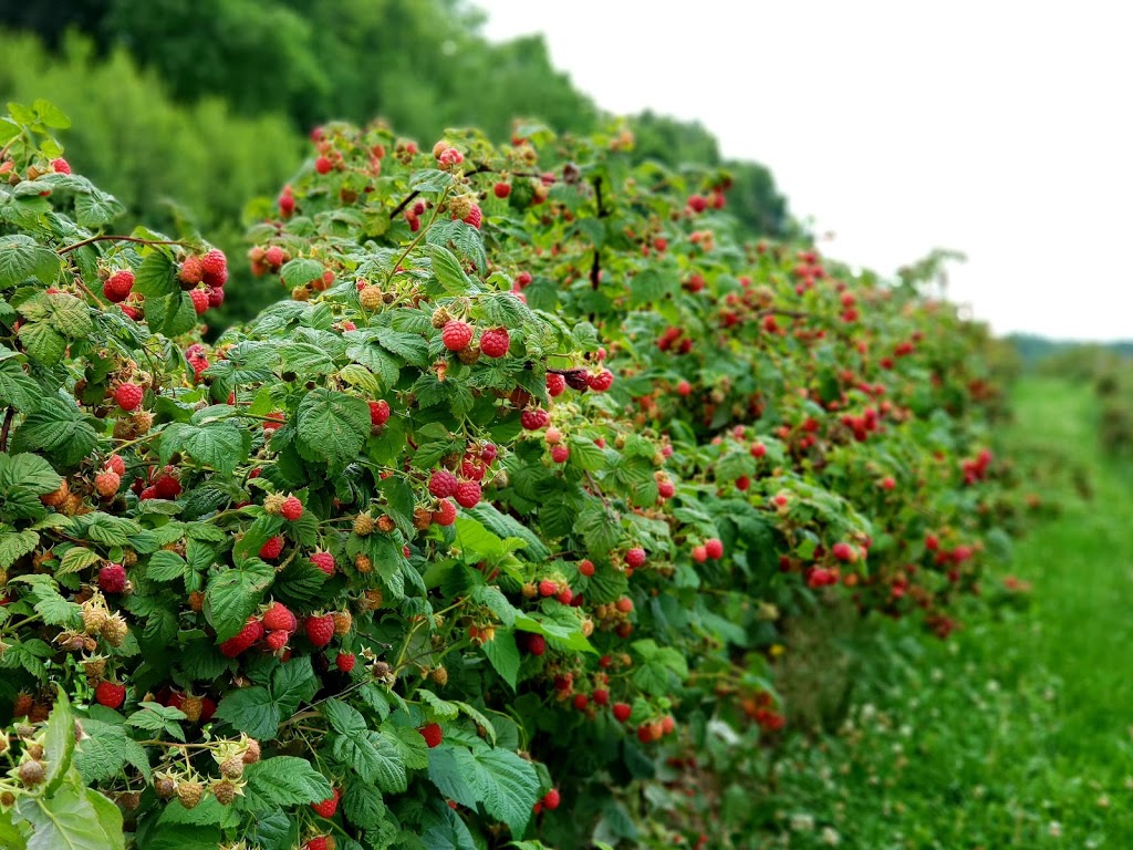 Le Jardin Fruitier | 4521 Rue de Lotbinière, Sherbrooke, QC J1N 0E3, Canada | Phone: (819) 864-6297