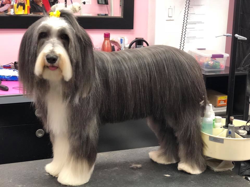 Doggie DTail Grooming | 3866 Highland Dr, Ridgeway, ON L0S 1N0, Canada | Phone: (905) 894-8743