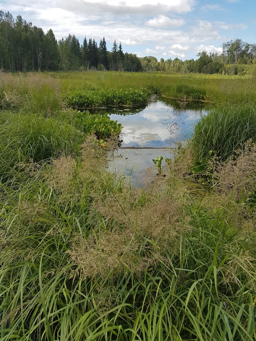 Waskahegan Staging Area, Cooking Lake Blackfoot Provincial Recre | Beaver County, AB T8G 2E3, Canada | Phone: (780) 922-3293