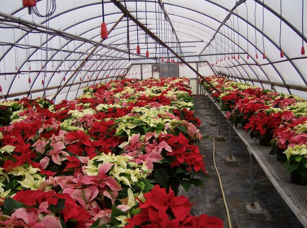 Green Acres Greenhouses | ON-3, Wainfleet, ON L0S 1V0, Canada | Phone: (905) 899-1201