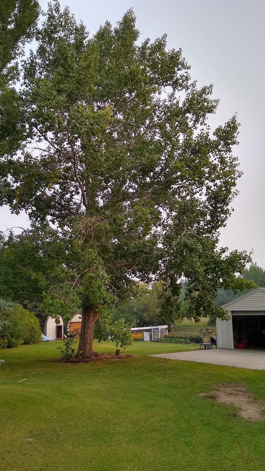 bp tree services | 535 34a St NW, Calgary, AB T2N 2Y6, Canada | Phone: (587) 581-4232