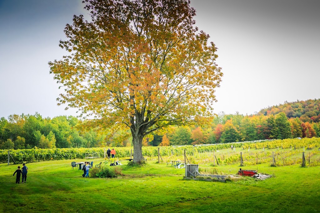 Vignoble la vallée des Nuages | 35 Chem. Gallup, Danville, QC J0A 1A0, Canada | Phone: (819) 839-3585