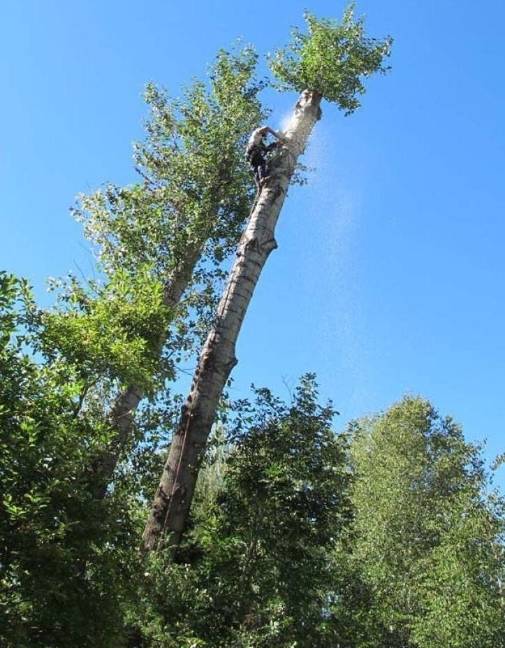 Altitude Arboriculture | 40 Chem. des Lacs, Lac-Beauport, QC G3B 1C2, Canada | Phone: (418) 849-1882