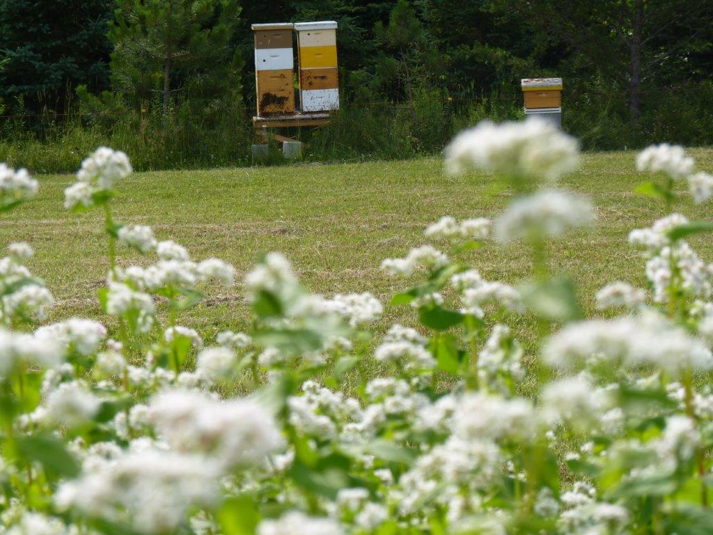 Ferme les trois coteaux | 24 Rang Thomas, Notre-Dame-de-la-Paix, QC J0V 1P0, Canada | Phone: (819) 522-6330