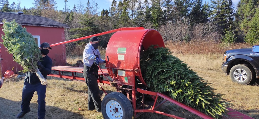 Northern Lights Christmas Tree Farm | 3200 Clam Harbour Rd, Lake Charlotte, NS B0J 1Y0, Canada | Phone: (902) 641-2142