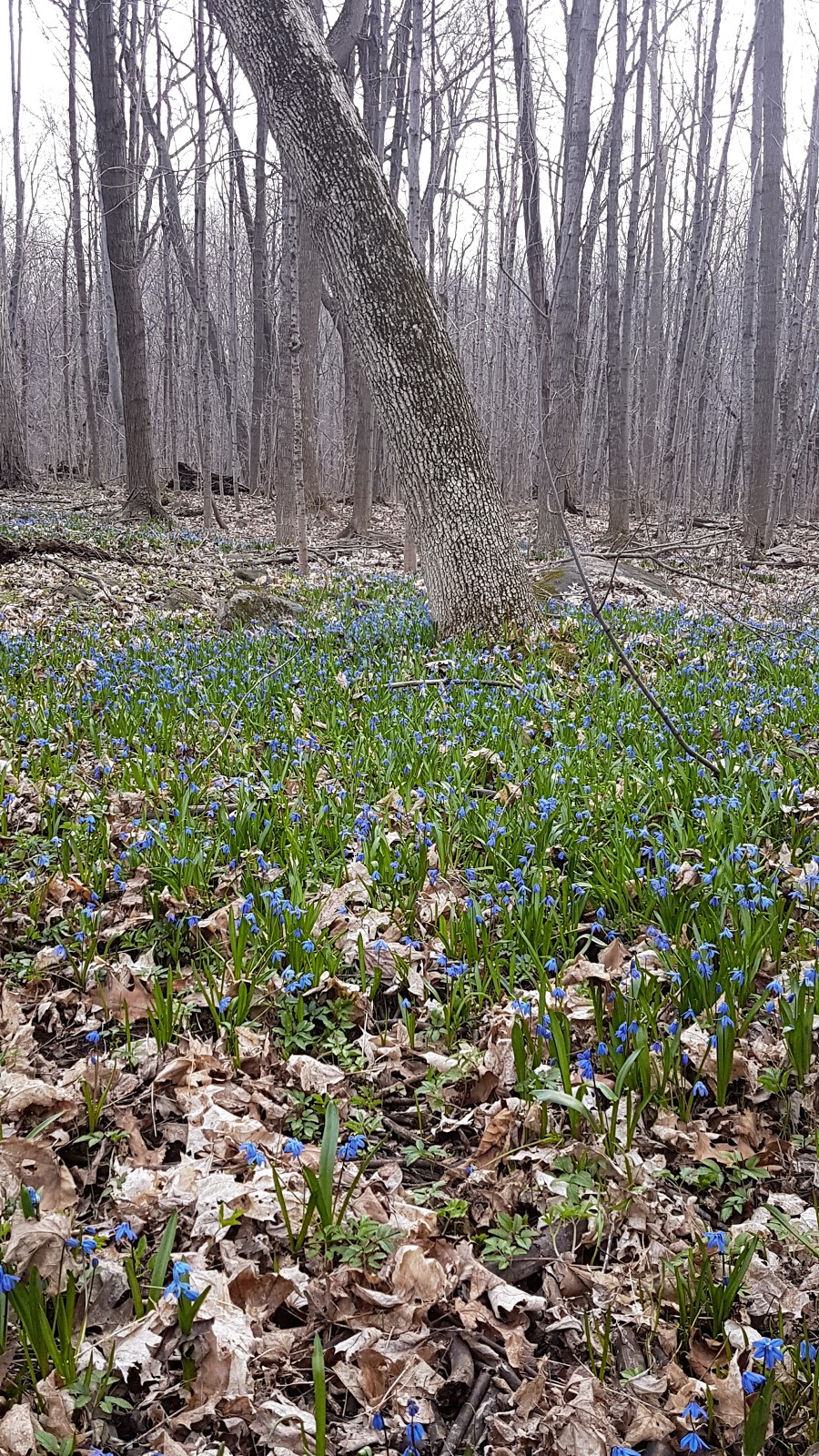 Parc-nature du Bois-de-Saraguay | Montreal, QC H4K 1C2, Canada | Phone: (514) 280-6729