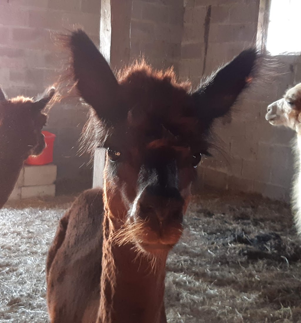 Sylvan Alpacas | 33015 Sylvan Rd, Parkhill, ON N0M 2K0, Canada | Phone: (226) 964-1764