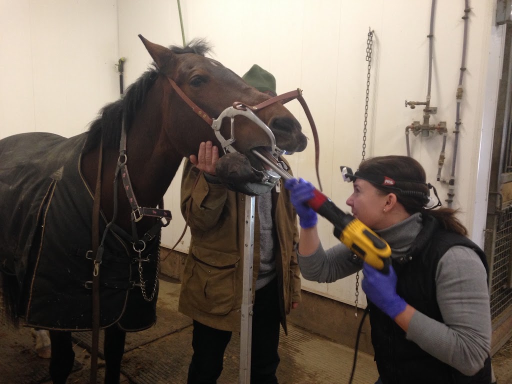 Henderson Equine Services | 12577 Fifteen Mile Rd, Denfield, ON N0M 1P0, Canada | Phone: (519) 319-3274