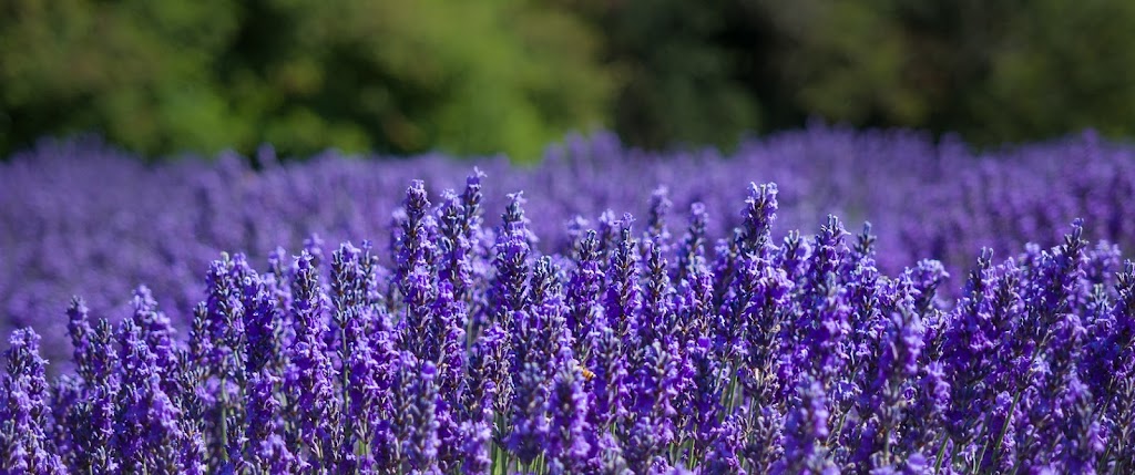 Sooke Organic Lavender | 3039 Phillips Rd, Sooke, BC V9Z 1K7, Canada | Phone: (250) 380-8923