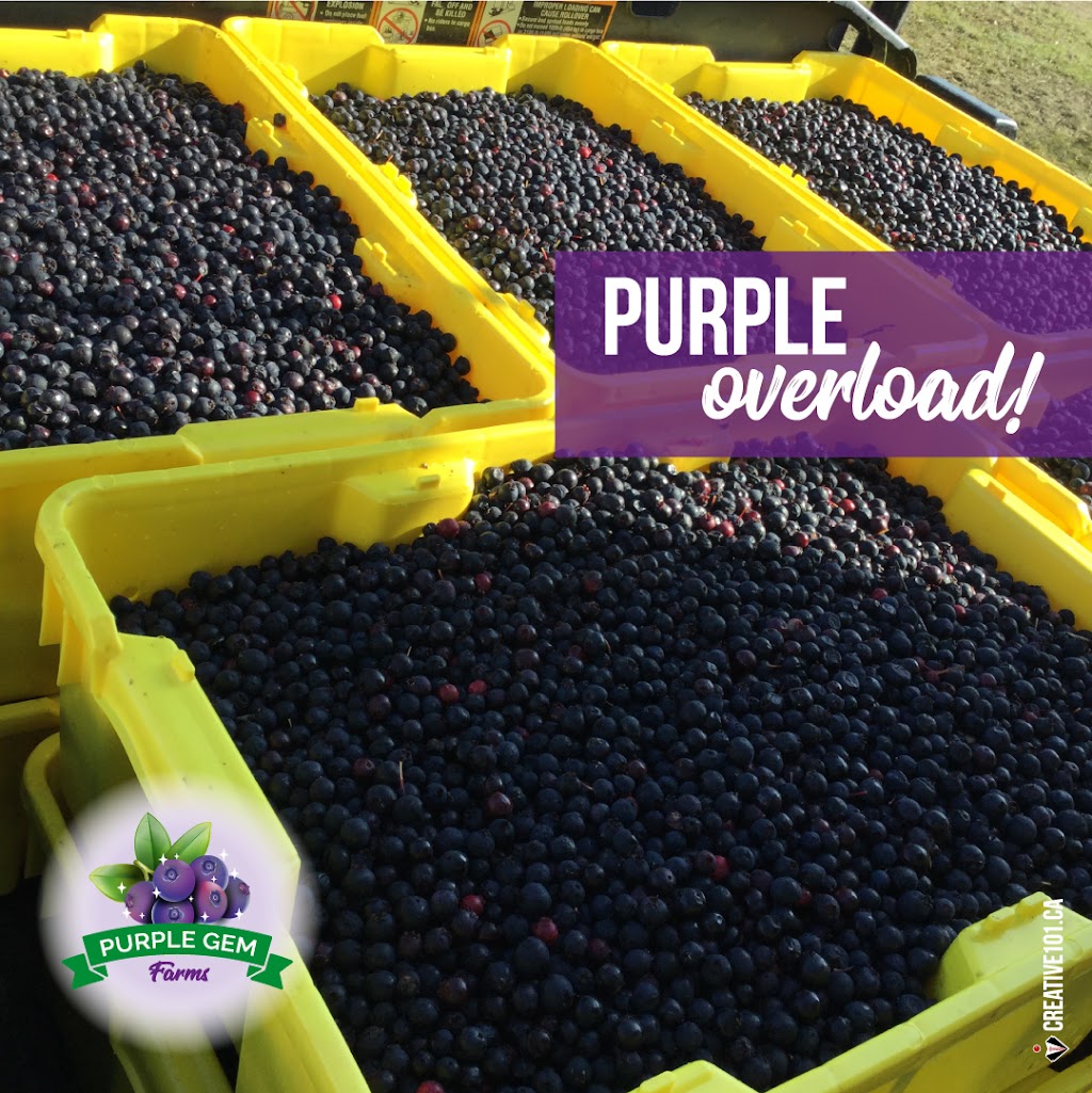 Purple Gem Farms | RR#2, Millet, AB T0C 1Z0, Canada | Phone: (780) 387-4250