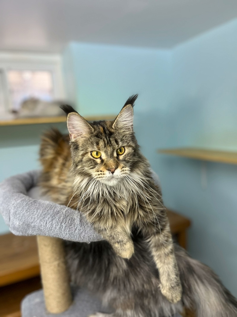 Mycoon, chatterie des Mainecoon | 4e Av, Deux-Montagnes, QC J7R 3B8, Canada | Phone: (438) 969-0380