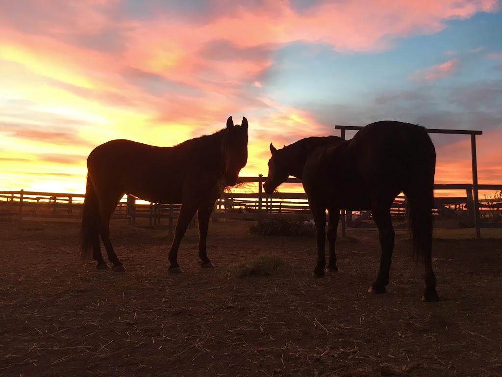 Peaceful Pastures Equine Facilitated Wellness | Range Rd 255, Lyalta, AB T0J 1Y0, Canada | Phone: (403) 519-8385