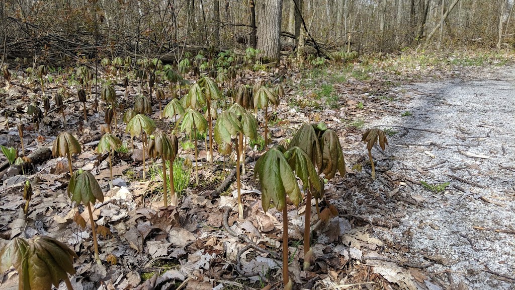 Oak Ridges Corridor, Conservation Reserve | Unnamed Road, Richmond Hill, ON L4E 5A2, Canada