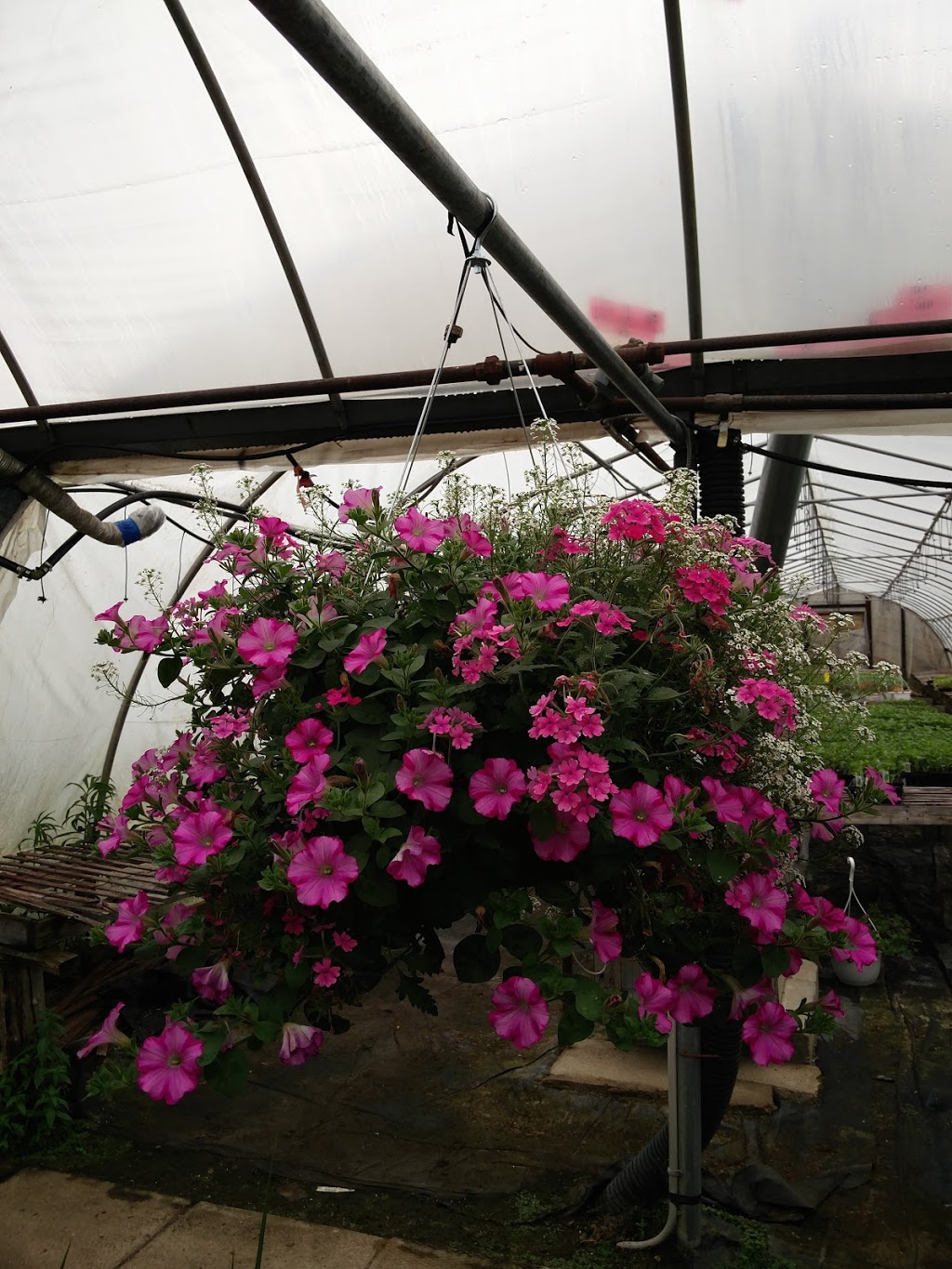 Old Mill Greenhouse | 22112 Gibson Rd, Mount Brydges, ON N0L 1W0, Canada | Phone: (519) 264-1638