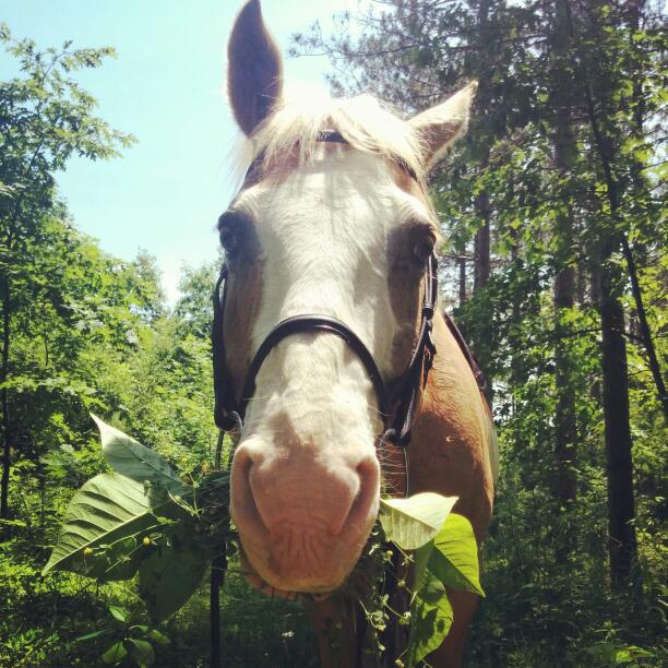 Allbright Equestrian Centre | 563 Allbright Rd, Uxbridge, ON L9P 1R4, Canada | Phone: (905) 556-0626