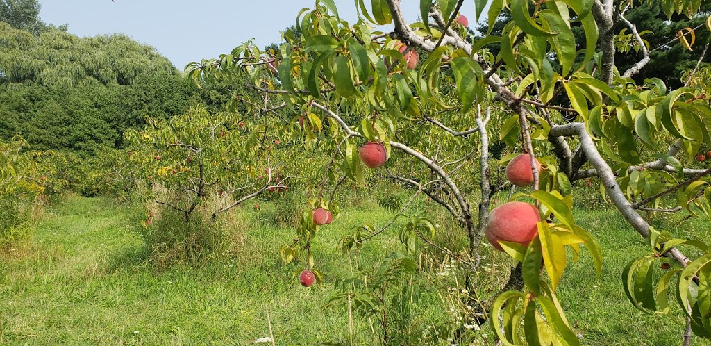 Two Century Farm | 400 Main St W, Grimsby, ON L3M 3Y9, Canada