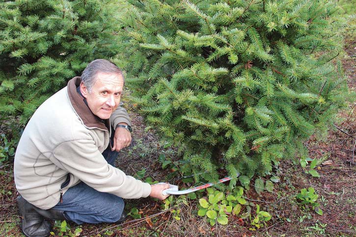 Lantzville U-CUT Christmas Tree Farm | 6930 Owen Rd, Lantzville, BC V0R 2H0, Canada | Phone: (250) 619-4392