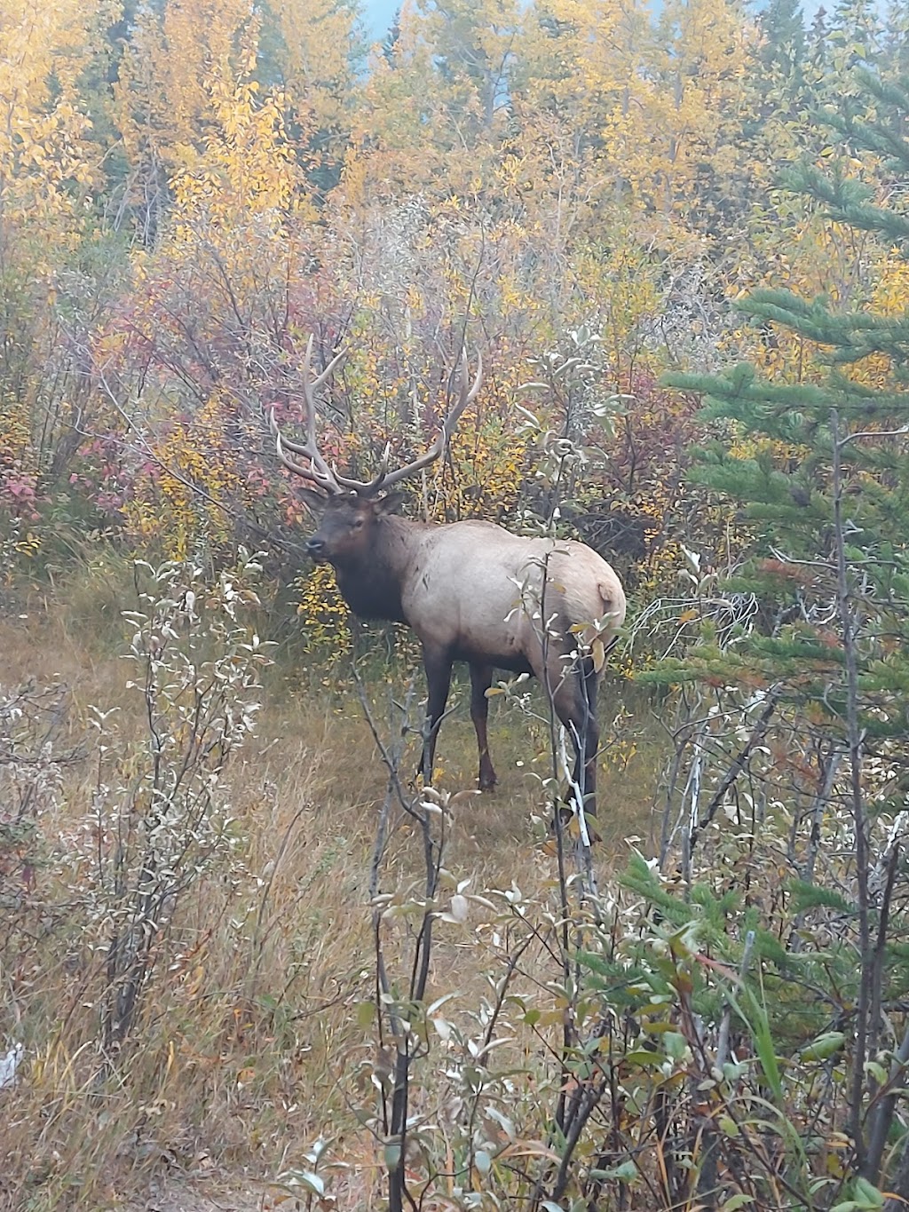 Canmore Trails and Tales | Canmore Recreation Centre Tour Meeting Location, Canmore, AB T1W 1Y2, Canada | Phone: (403) 679-1572